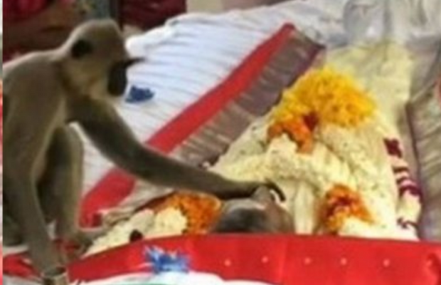 macaco-vai-ao-funeral-de-homem-que-o-alimentava
