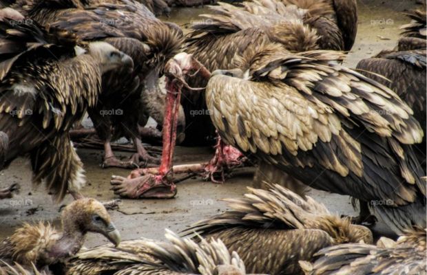 como-e-o-sepultamento-celestes-onde-nao-se-tem-cemiterios-todas-funerarias